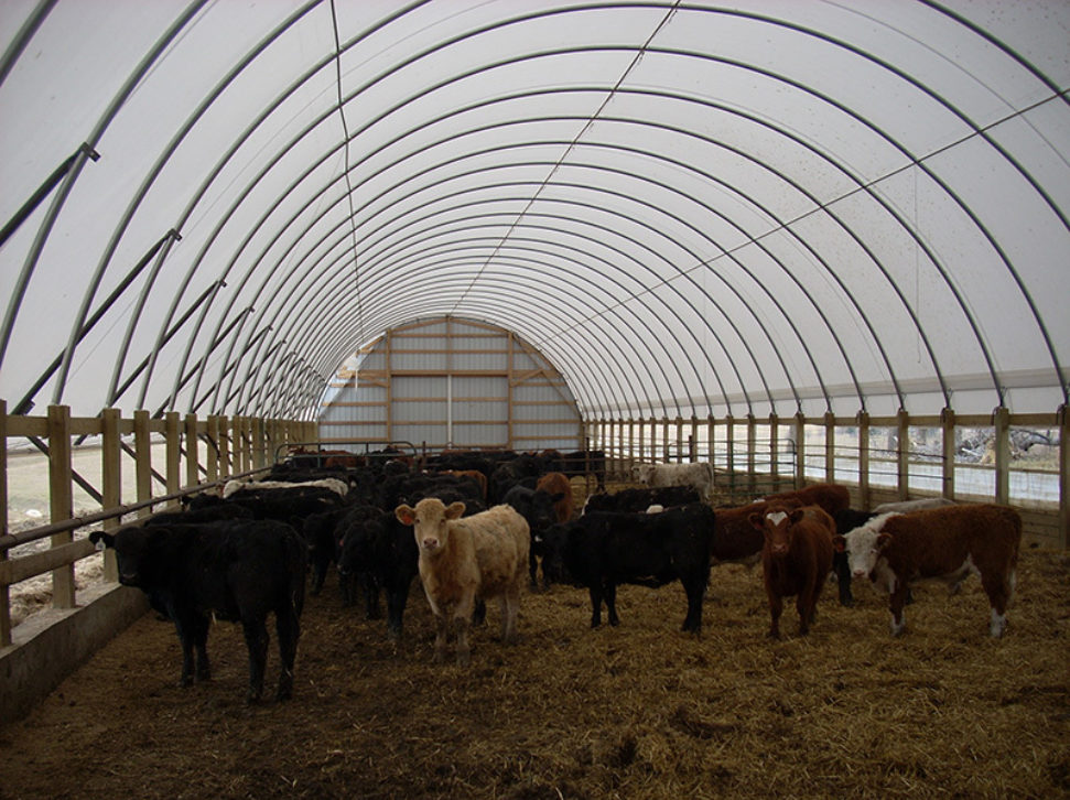 Livestock Beef Cattle Sioux Steel Company