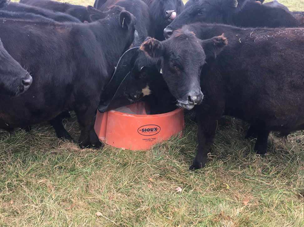 HeavyDuty Ground Mineral Feeder Sioux Steel Company