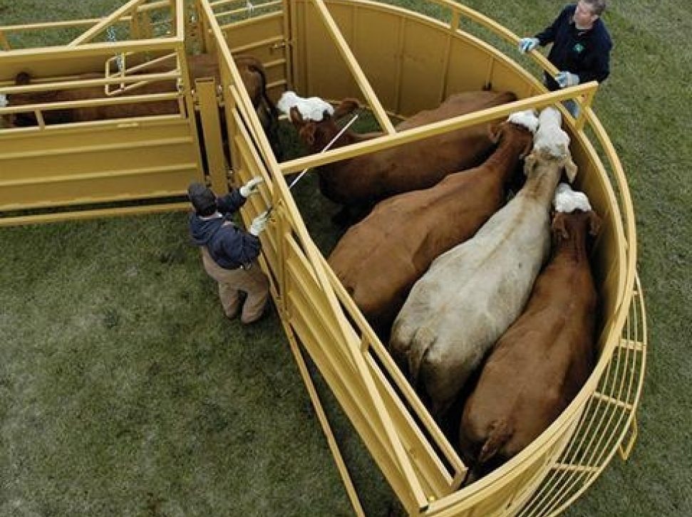 Cattle In Sioux Steel Crowding Tub