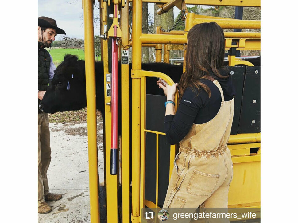 Sioux Steel Squeeze cattle Chute Manual head gate using injection door