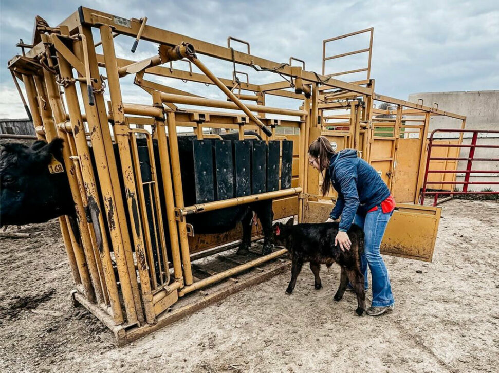 Sioux Steel Squeeze cattle Chute calf using nursing panel