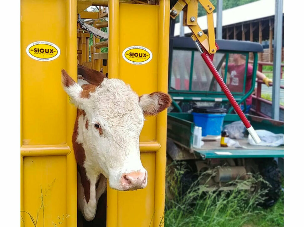 Sioux Steel Squeeze cattle Chute cow in Manual head