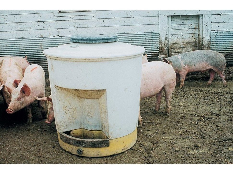 Utility Hog Waterer in a feedlot with pigs
